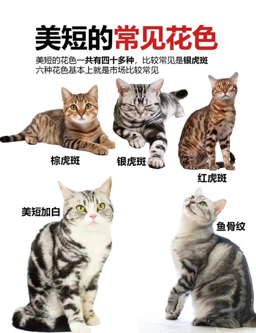 狸花猫母的好还是公的好养?