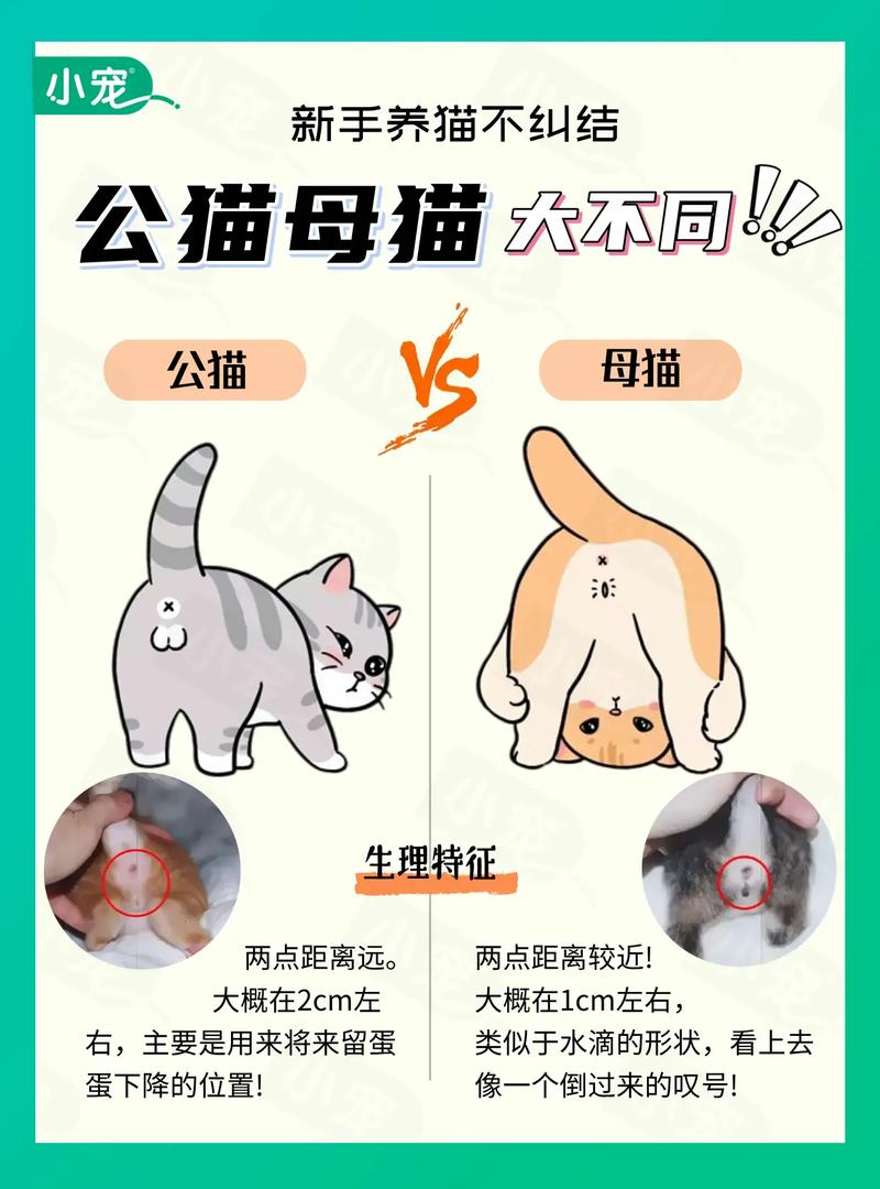 无毛猫养公的还是母的好?