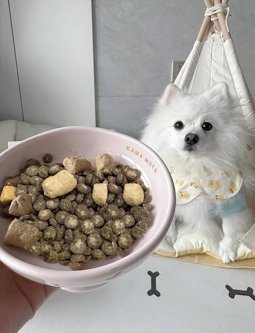 狗狗身上掉毛处理方法