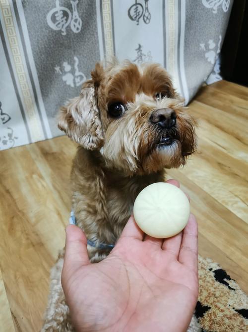 狗狗吃了有葱的包子