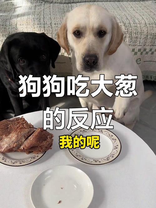 狗狗可以吃包子吗