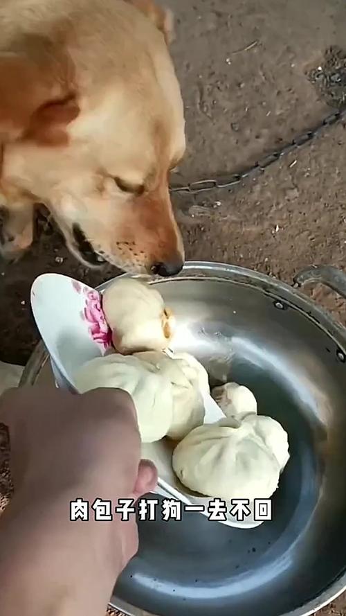 狗狗吃包子怕药死吗为什么