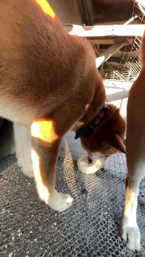 为什么给狗狗吃包子