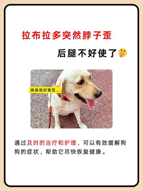 我家狗狗睡觉起来脖子歪了不能正常走路?