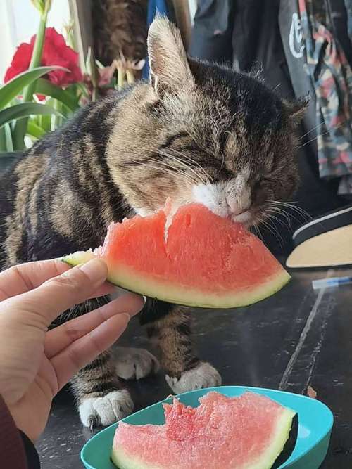 猫咪吃西瓜的后果