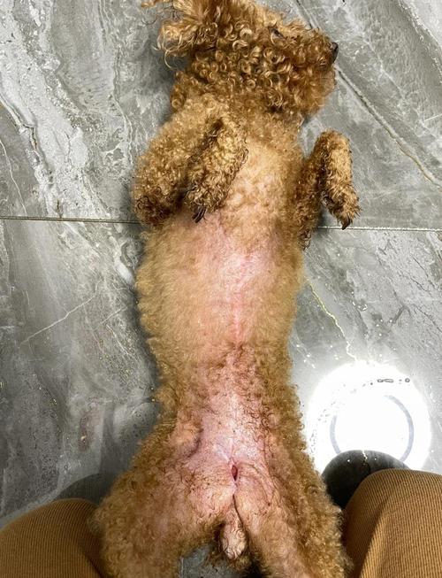 狗狗有一个伤口一直不太好该怎么办