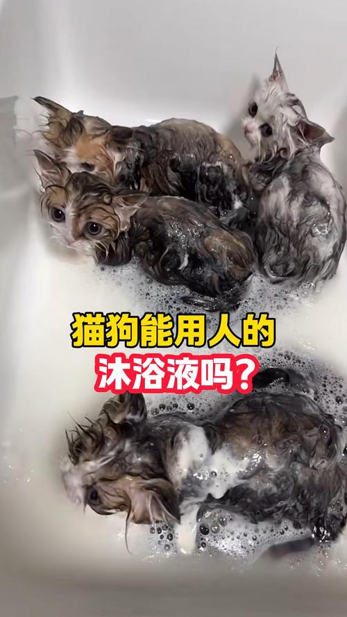 猫咪专用沐浴露可以给狗洗吗