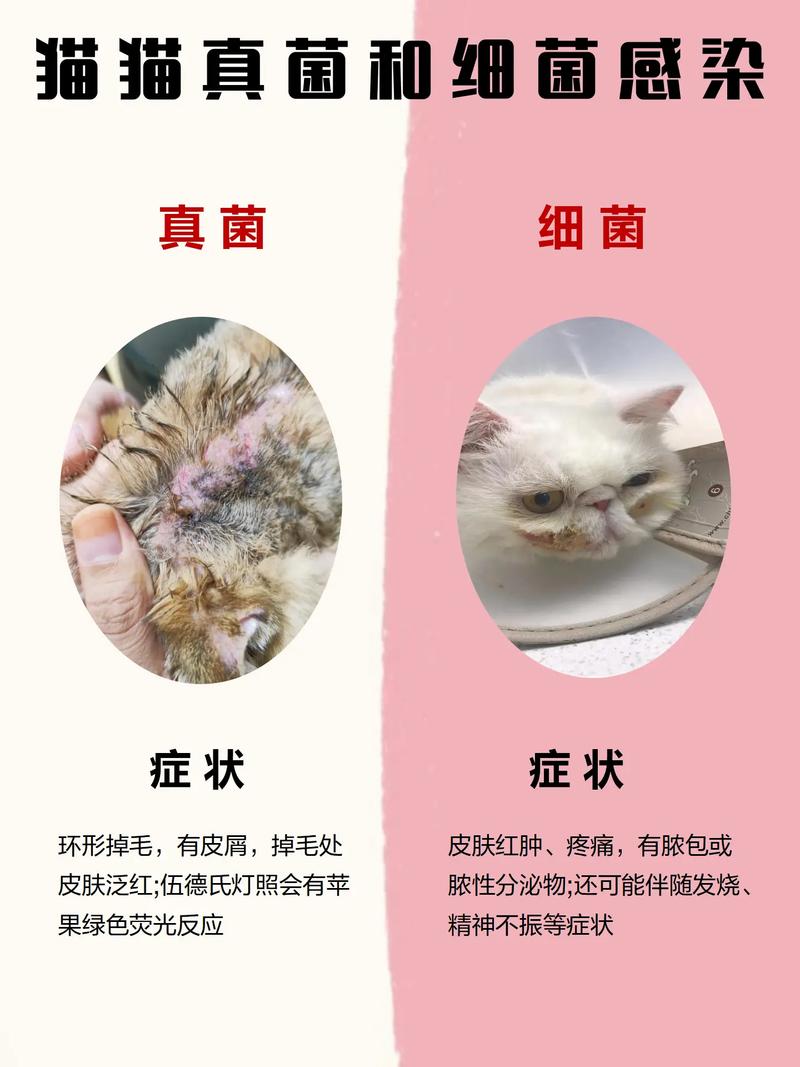 猫身上有细菌对人体有害吗