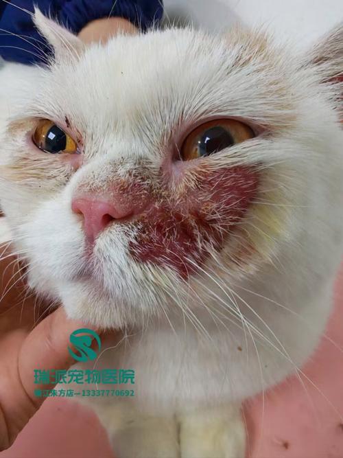 一只猫身上有多少细菌?