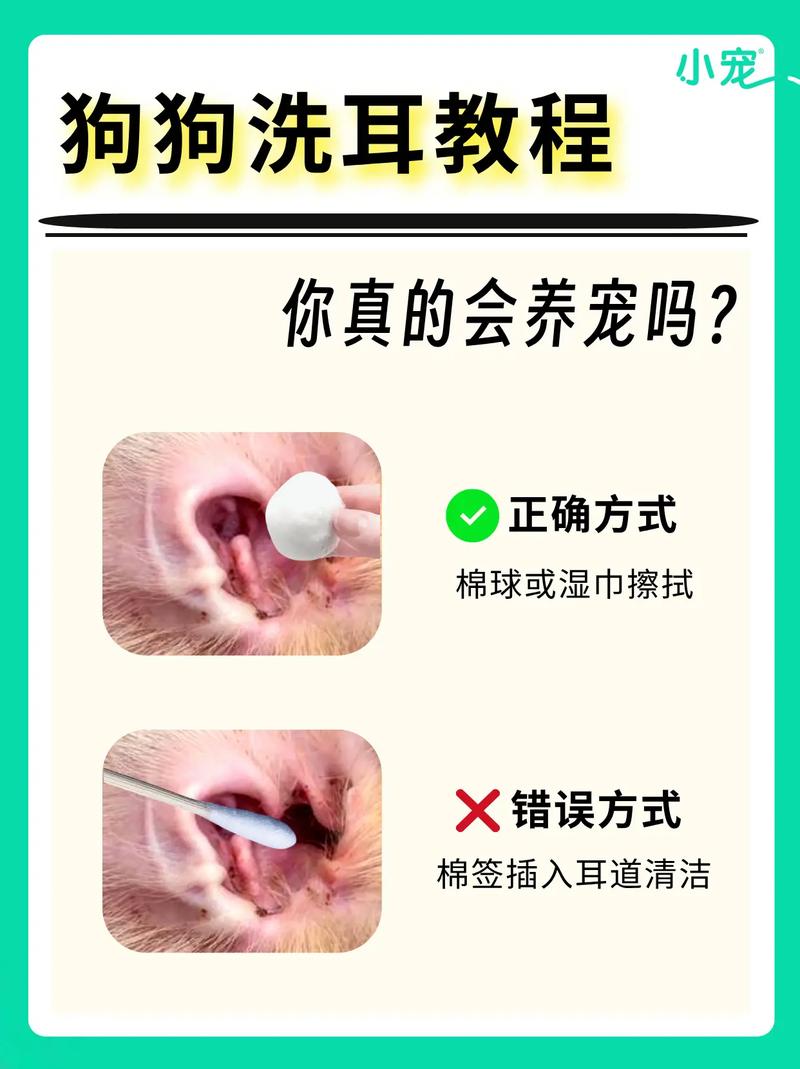 用什么给狗狗耳朵清洗