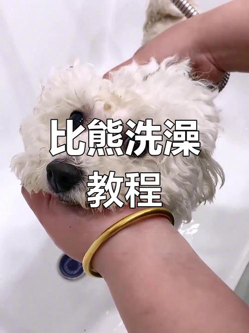 如何自己在家给比熊洗澡