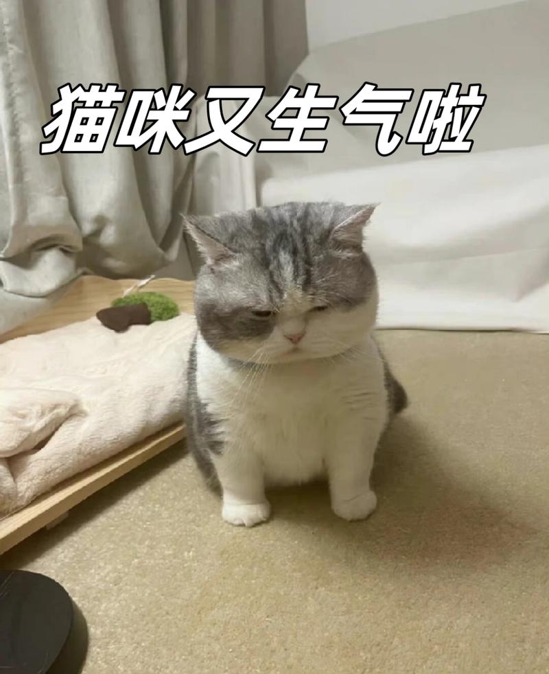 猫咪生气表现