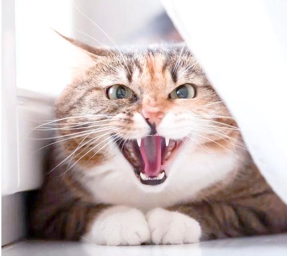 猫咪生气的表现有哪些