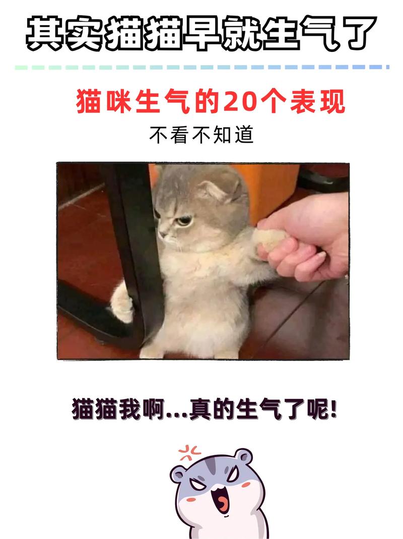 猫咪生气的表现有哪些?