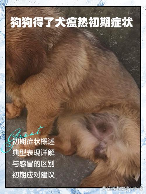 狗狗狗瘟前期症状是什么样子的