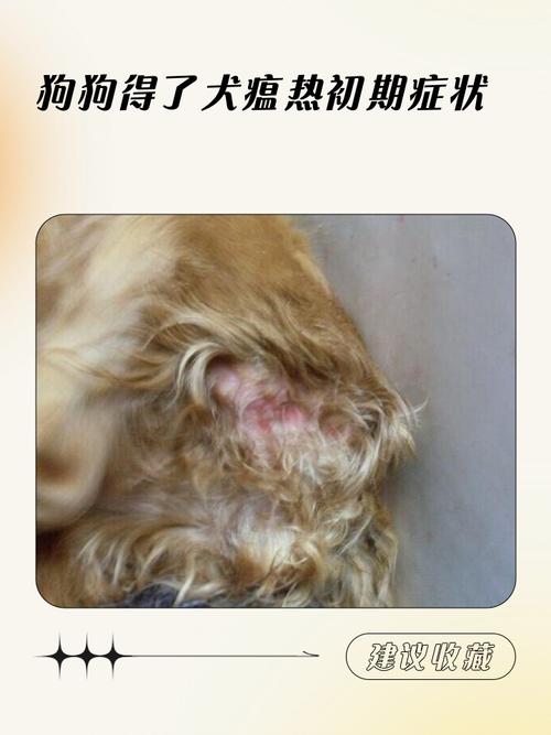 狗狗得了犬瘟是什么症状?
