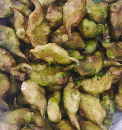 狗狗吃多了菱角会怎样