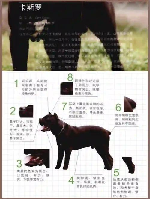 斑点狗误舔了洗衣液,该怎么补救?