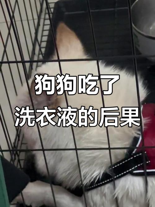 巴仙吉犬误舔了洗衣液,该怎么补救?