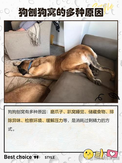 狗狗刨窝是怎么回事