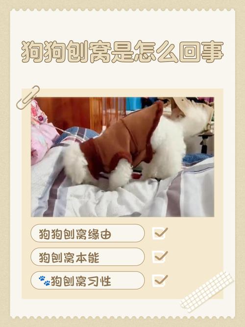 为什么狗狗老是刨窝