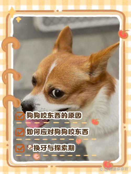 狗狗为什么突然发疯似的咬东西?