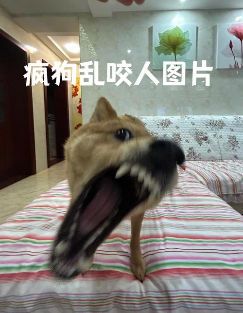 为什么小狗老是喜欢咬东西