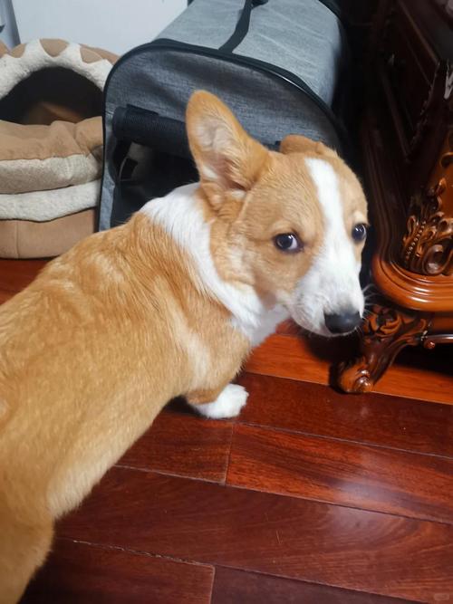 狗狗吃了可可粉要观察多久