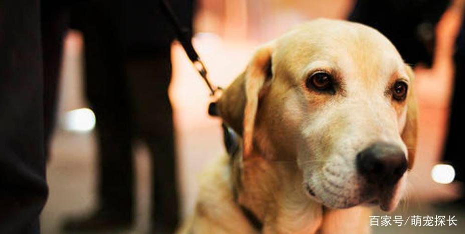 狗睡的地方可不可以点蚊香呢