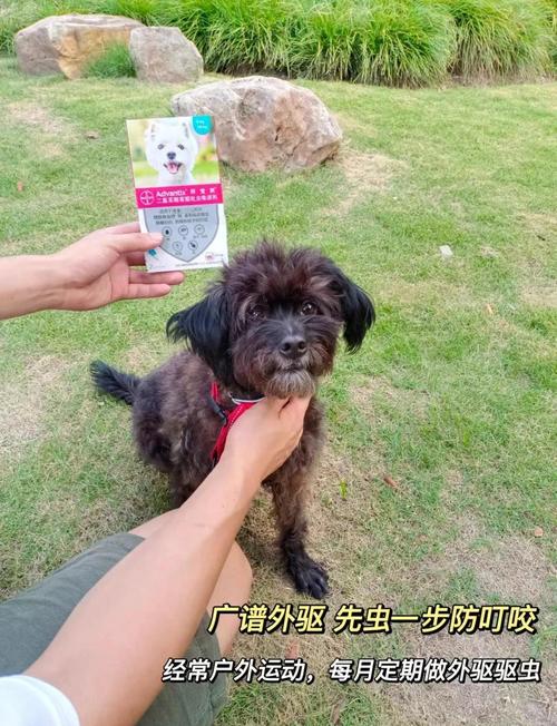 家里养的小狗可以点蚊香么家里养的小狗能点蚊香么