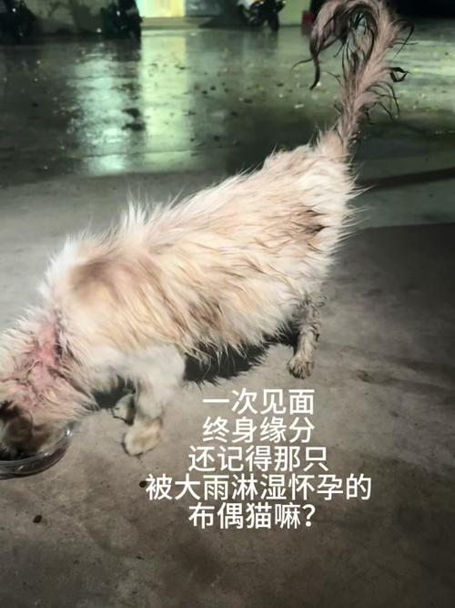 怀孕的猫可以洗澡吗?