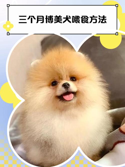 博美狗几个月可以吃干的狗粮?