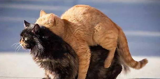 猫咪喜欢在地上“打滚”,你知道是为什么吗?