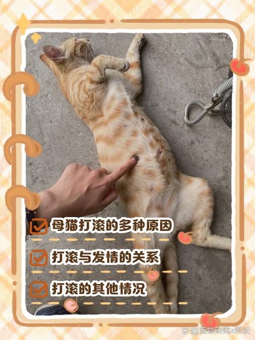 猫咪突然舔地板还在地板上打滚是怎么了?