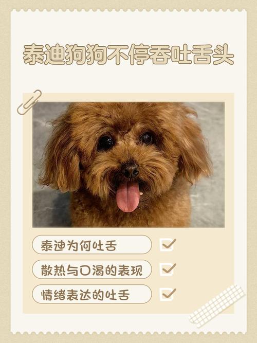 泰迪犬老是吐舌头是否生病了