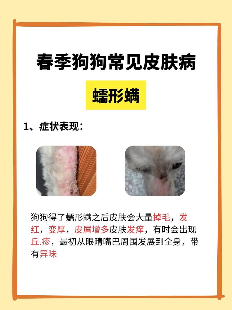 狗狗为什么得螨虫感染