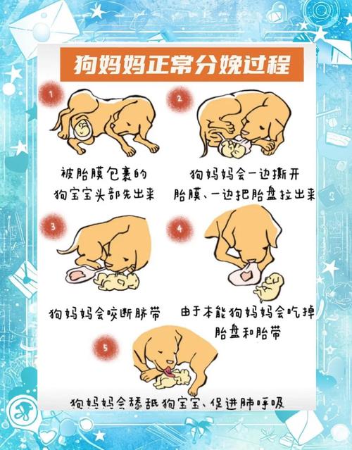 怎么样帮狗狗接生?