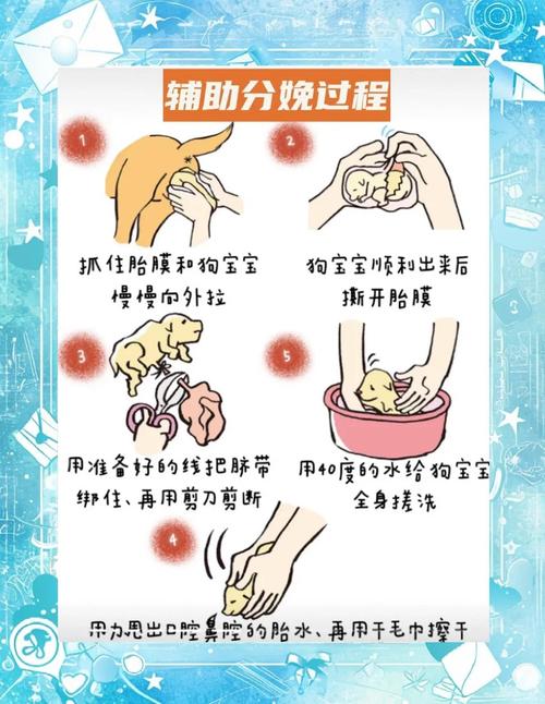 怎么跟狗狗接生