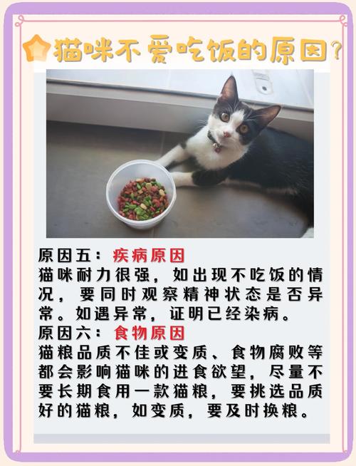 猫咪寄养后不吃东西的原因及处理方法