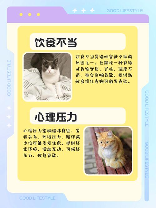 人不在家猫咪为什么不吃东西