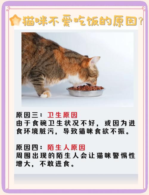猫咪为什么不吃饭