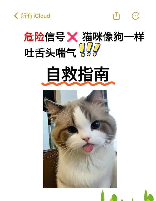 猫咪吐舌头呼吸急促