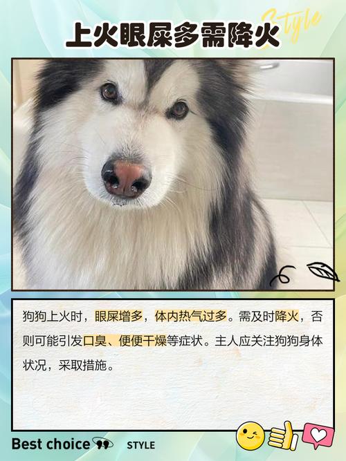 狗狗有眼屎吃点什么