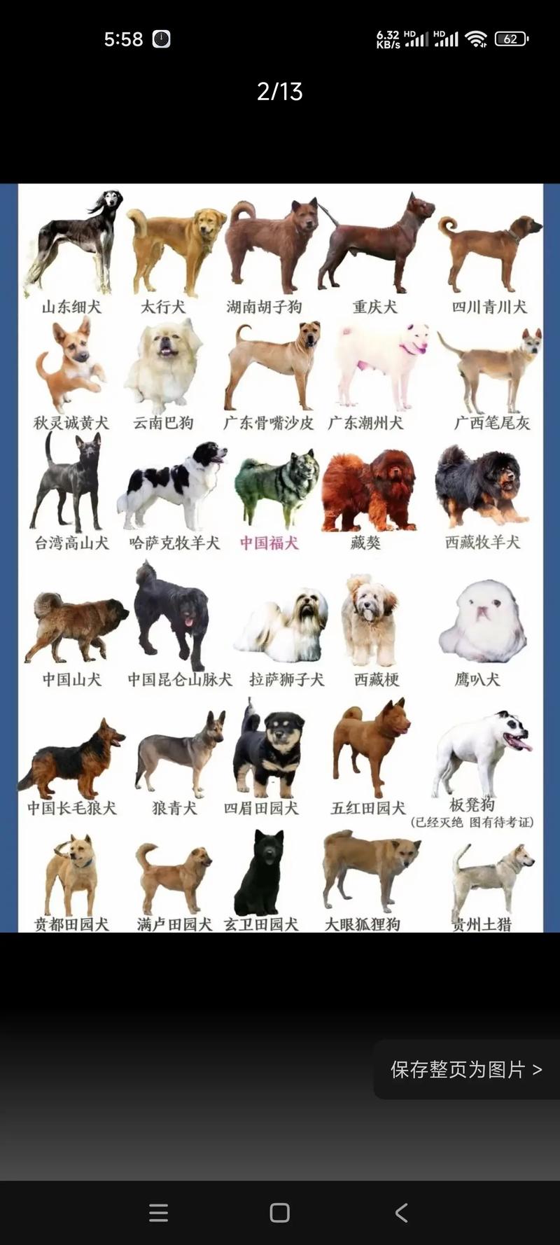 中国的狗狗有哪些品种