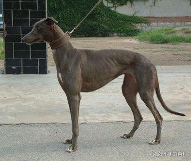 2025年中国比较受欢迎的狗品种