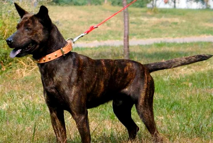 中国猎犬种类:中国前十猎犬是哪十种?