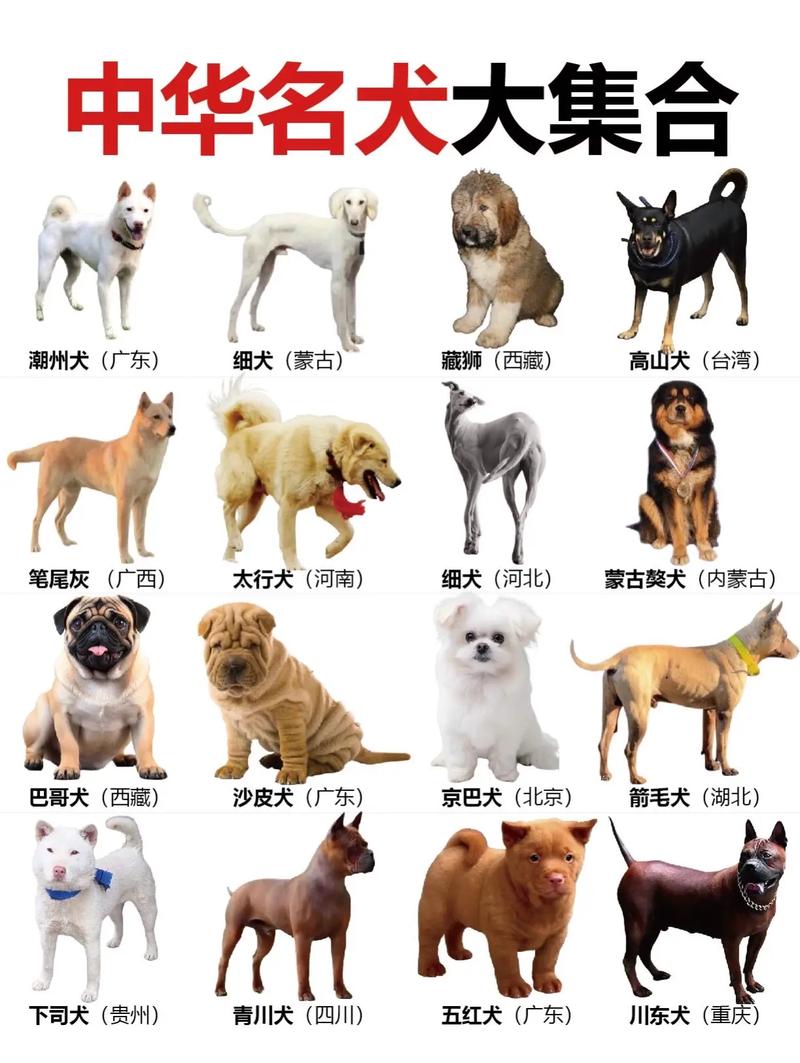 中国本土犬种都有哪些?
