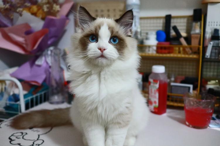 刚抓来的猫咪很怕人怎么办啊