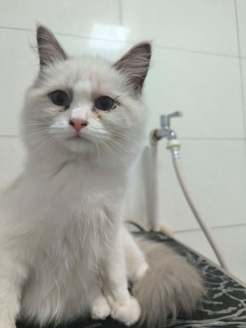 猫养了一年还是怕人