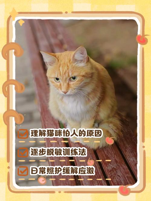 2个月大小猫超怕人,怎么办?